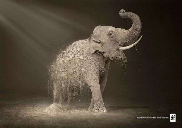 Disintegrating Animal Advertising