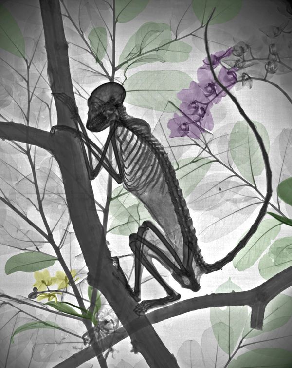 X-ray Nature Photographs